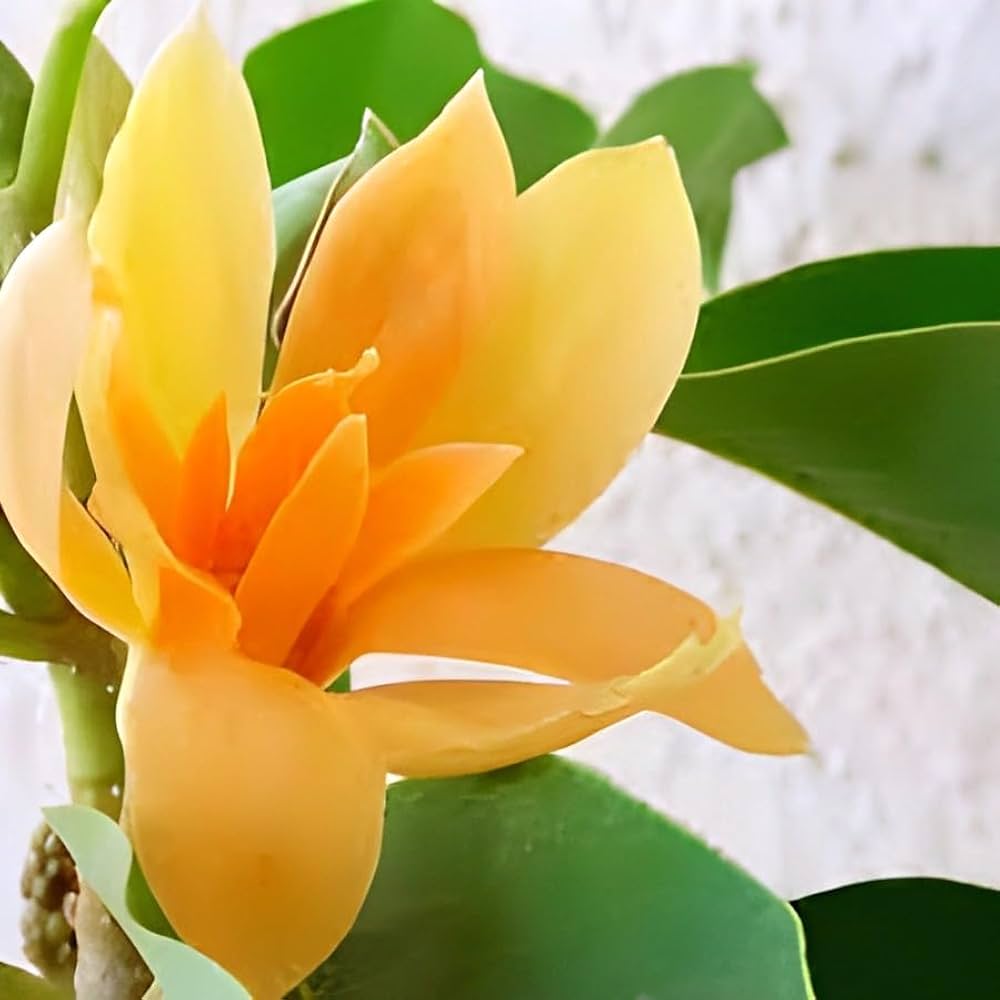 Yellow Magnolia Flower Seeds – Bright, Bold Yellow Magnolias for Ornamental Garden Beauty
