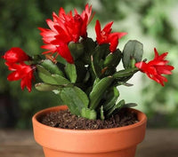 Red Zygocactus Truncatus Flower seeds for Planting - Cottage Garden Essential, Heirloom & GMO Free Seeds for Home Garden