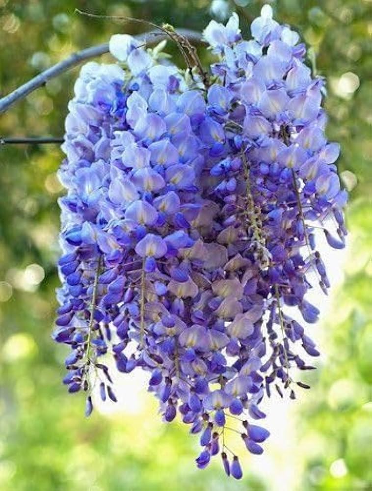 Wisteria Flower seeds for Planting - Drought Tolerant, Heirloom & GMO Free Seeds for Home Garden