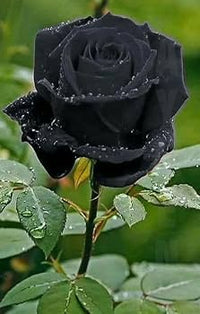 Dark Grey Rose Flower Seeds for Planting Wildflower Mix Heirloom & GMO Free Seeds for Home Garden
 
 Sale