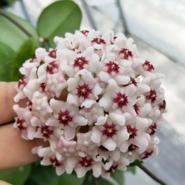 Fresh Hoya Flower seeds for Planting - Easy to Grow, Heirloom & GMO Free Seeds for Home Garden