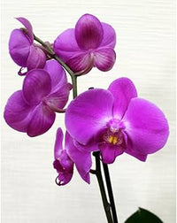 Violet Butterfly Orchid Flower seeds for Planting - Colorful Display, Heirloom & GMO Free Seeds for Home Garden