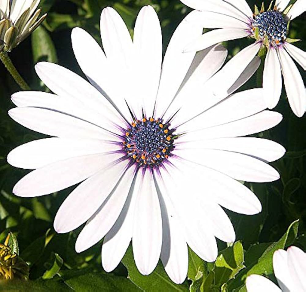 Afano Blue-Eyed Daisy Seeds – Osteospermum for Indoor Flower Planting