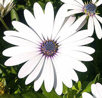 Afano Blue-Eyed Daisy Seeds – Osteospermum for Indoor Flower Planting