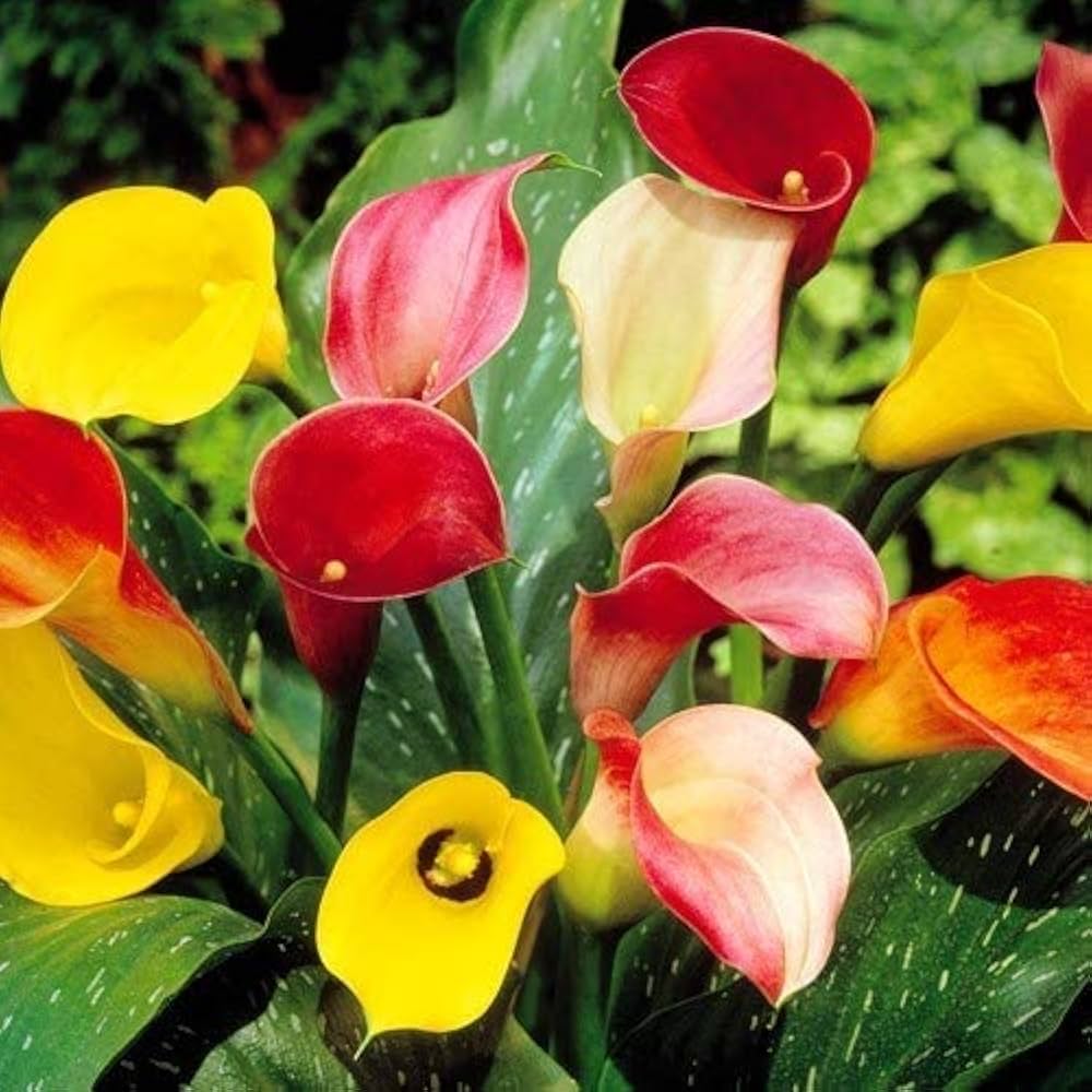 Calla Lilies Mix Flower Seeds for Planting | Vibrant Colorful Blooms