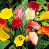 Calla Lilies Mix Flower Seeds for Planting | Vibrant Colorful Blooms