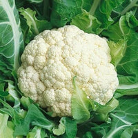 Cauiliflower Andes F1 Seeds for Robust and Flavorful Cauliflower in Your Garden