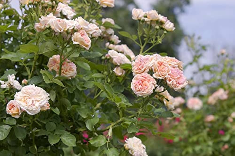 Rose Pink Climbing Perennial Rose Seeds for Planting Vibrant Colors Heirloom & GMO Free Seeds for Home Garden
 
 Sale