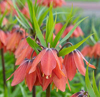 Imperial Crown Flower seeds for Planting - Fragrant Blossoms, Heirloom & GMO Free Seeds for Home Garden