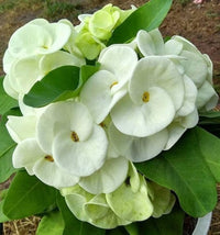 White Euphorbia Milii Seeds for Planting - Elegant Flower Seeds for a Stunning Garden