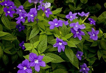 Browallia Flower seeds for Planting Shade Tolerant Heirloom & GMO Free Seeds for Home Garden