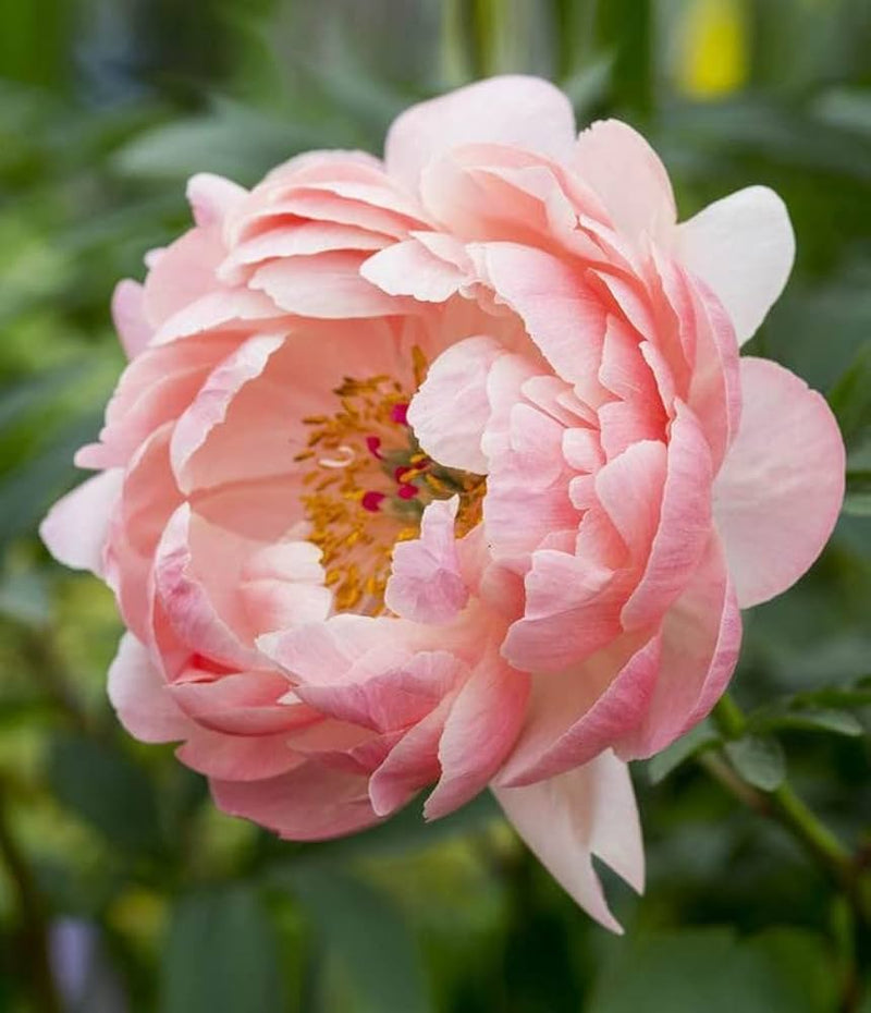 Paeonia Flower seeds for Planting - Seasonal Bloomer, Heirloom & GMO Free Seeds for Home Garden