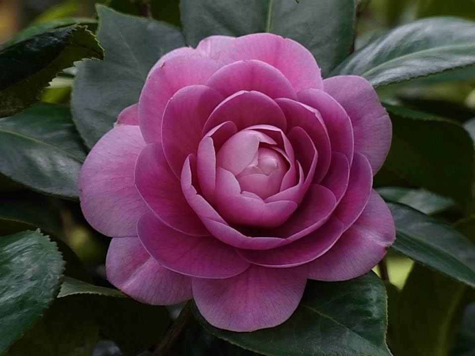 Camellia Purple Flower seeds for Planting - Compact Growth, Heirloom & GMO Free Seeds for Home Garden