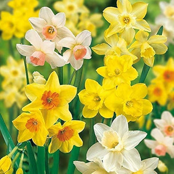 Light Yellow Daffodil Seeds for Planting  Perennial Spring Blooms for Garden