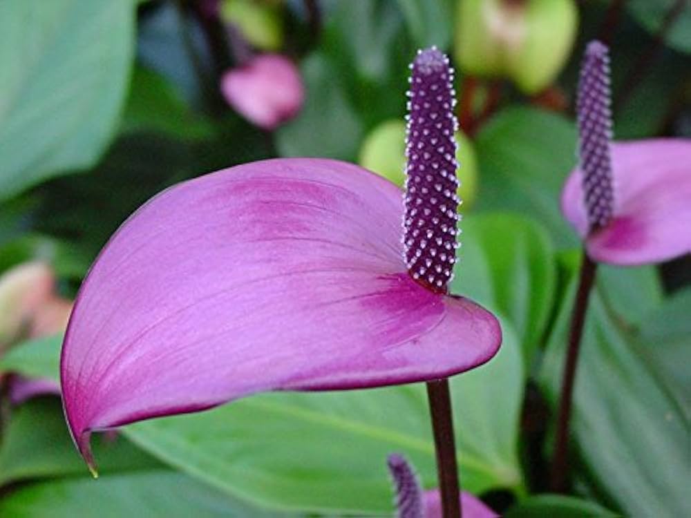 Violet Anthurium Flower Seeds for Planting Cut Flower Favorite Heirloom & GMO Free Seeds for Home Garden
 
 Sale