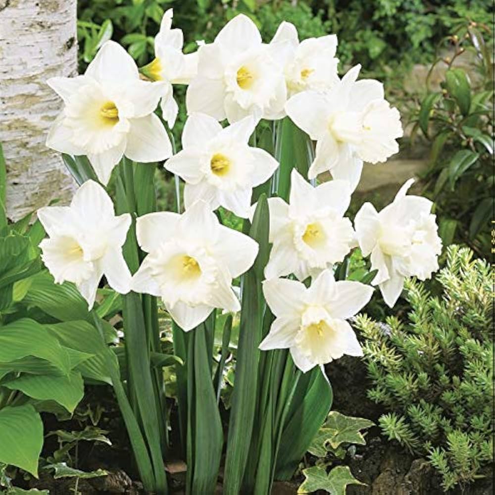 White Daffodil Flower Seeds Flower seeds for Planting Compact Growth Heirloom & GMO Free Seeds for Home Garden