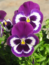 Violet White Pansy Flower Seeds for Planting Fragrant Blossoms Heirloom & GMO Free Seeds for Home Garden
 
 Sale