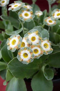 Yellow Primula Flower Seeds for Planting Premium Quality Heirloom & GMO Free Seeds for Home Garden
 
 Sale