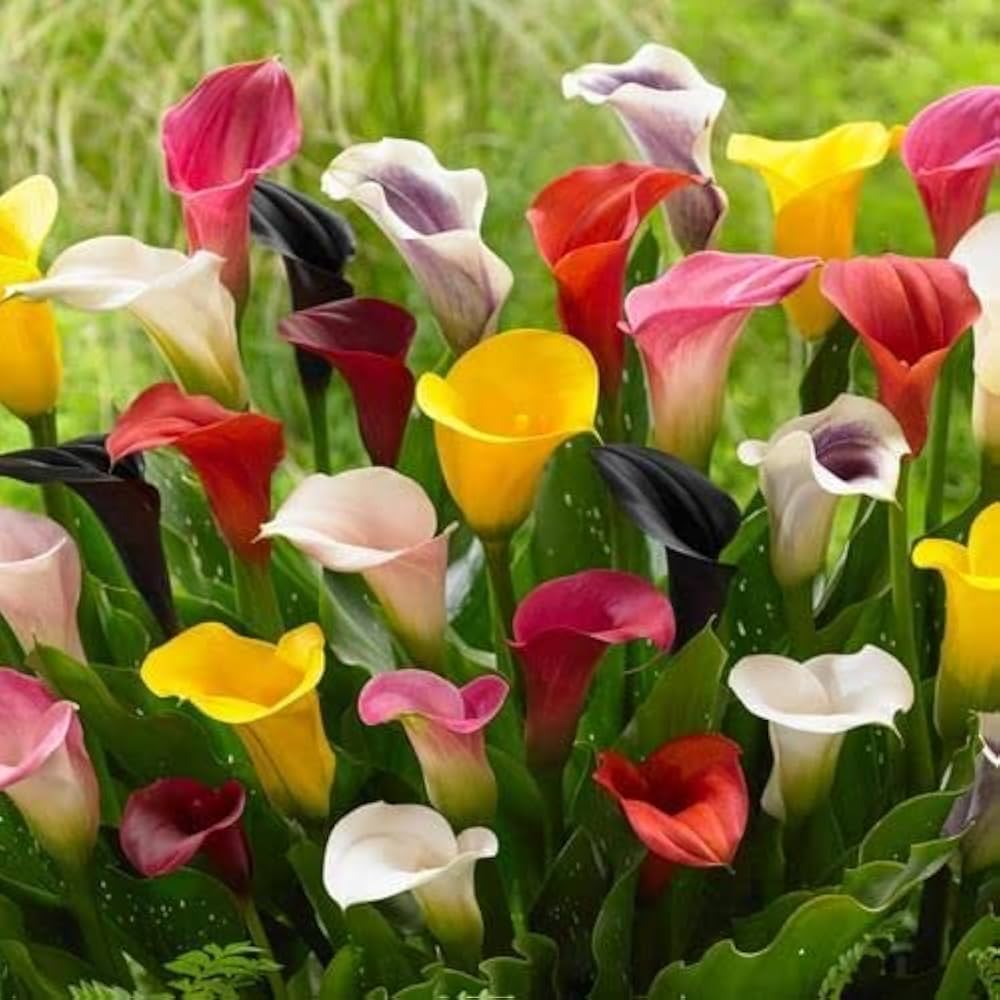 Mixed Calla Lily Flower seeds for Planting - Colorful Display, Heirloom & GMO Free Seeds for Home Garden
