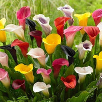 Mixed Calla Lily Flower seeds for Planting - Colorful Display, Heirloom & GMO Free Seeds for Home Garden
