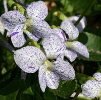 Viola Viola tricolor Seeds for Planting in Flower Bed and Container Garden