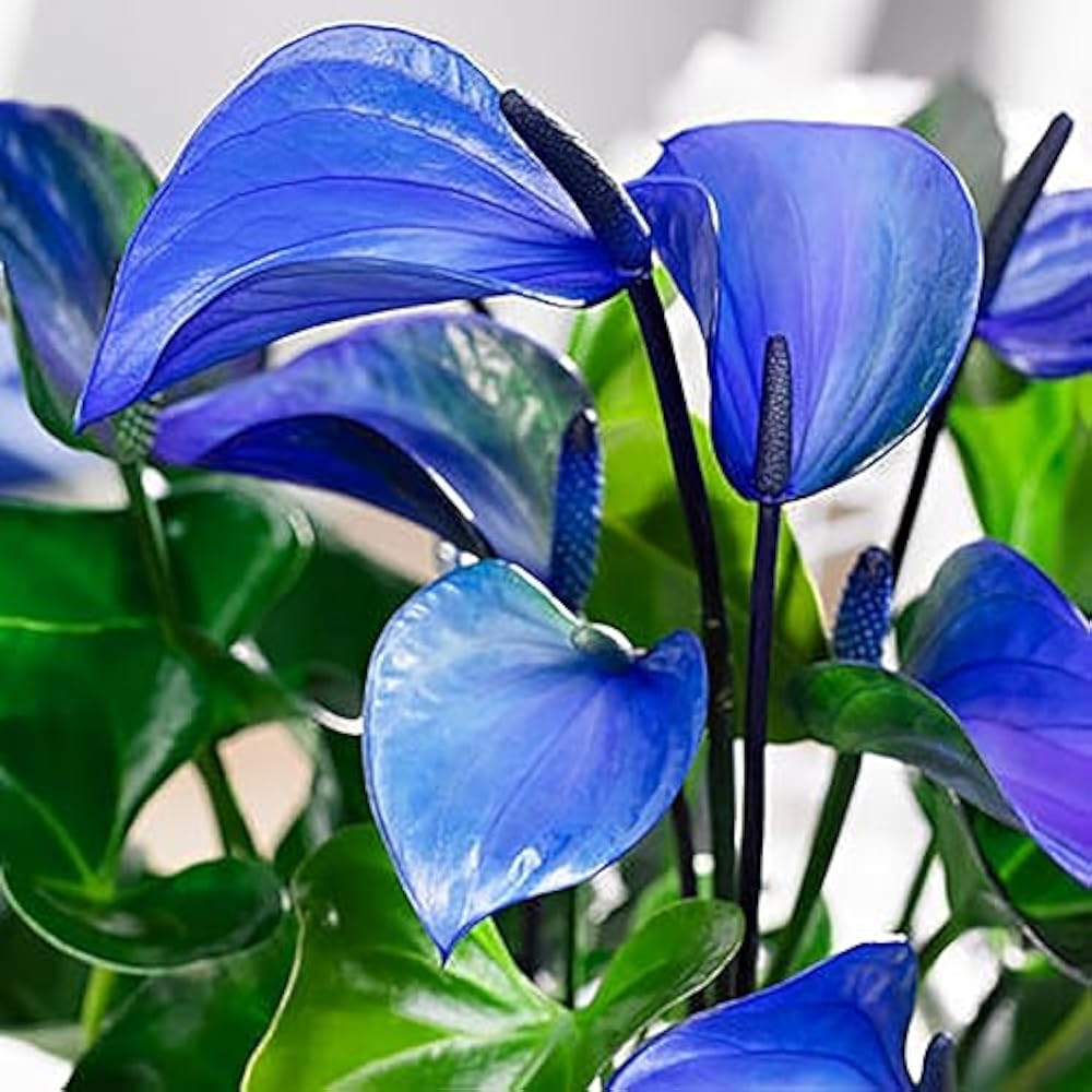 Sky Blue Anthurium Flower seeds for Planting Cut Flower Favorite Heirloom & GMO Free Seeds for Home Garden