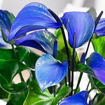Sky Blue Anthurium Flower seeds for Planting Cut Flower Favorite Heirloom & GMO Free Seeds for Home Garden