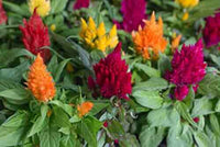 Celosia Fresh Look Orange Seeds for Planting Bold Annual Displays