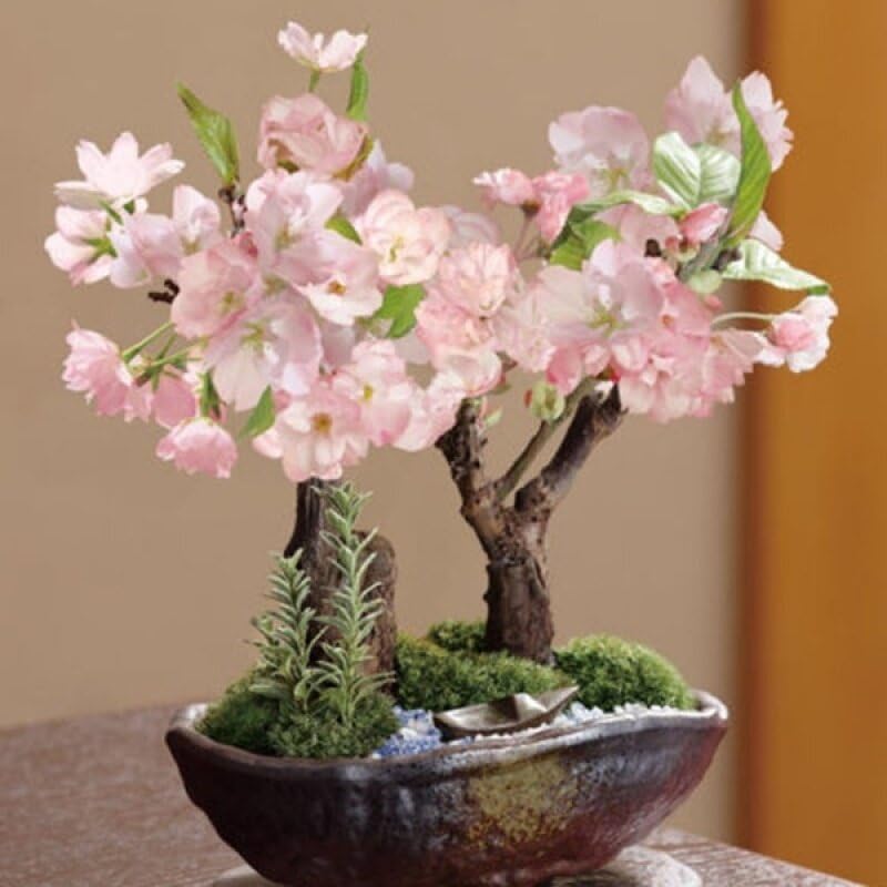 Pink (Pink White) seeds for planting in home garden
