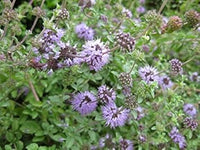 Purple Pulegium Flower seeds for Planting - Sun Loving, Heirloom & GMO Free Seeds for Home Garden
 
 Sale seeds for home garden