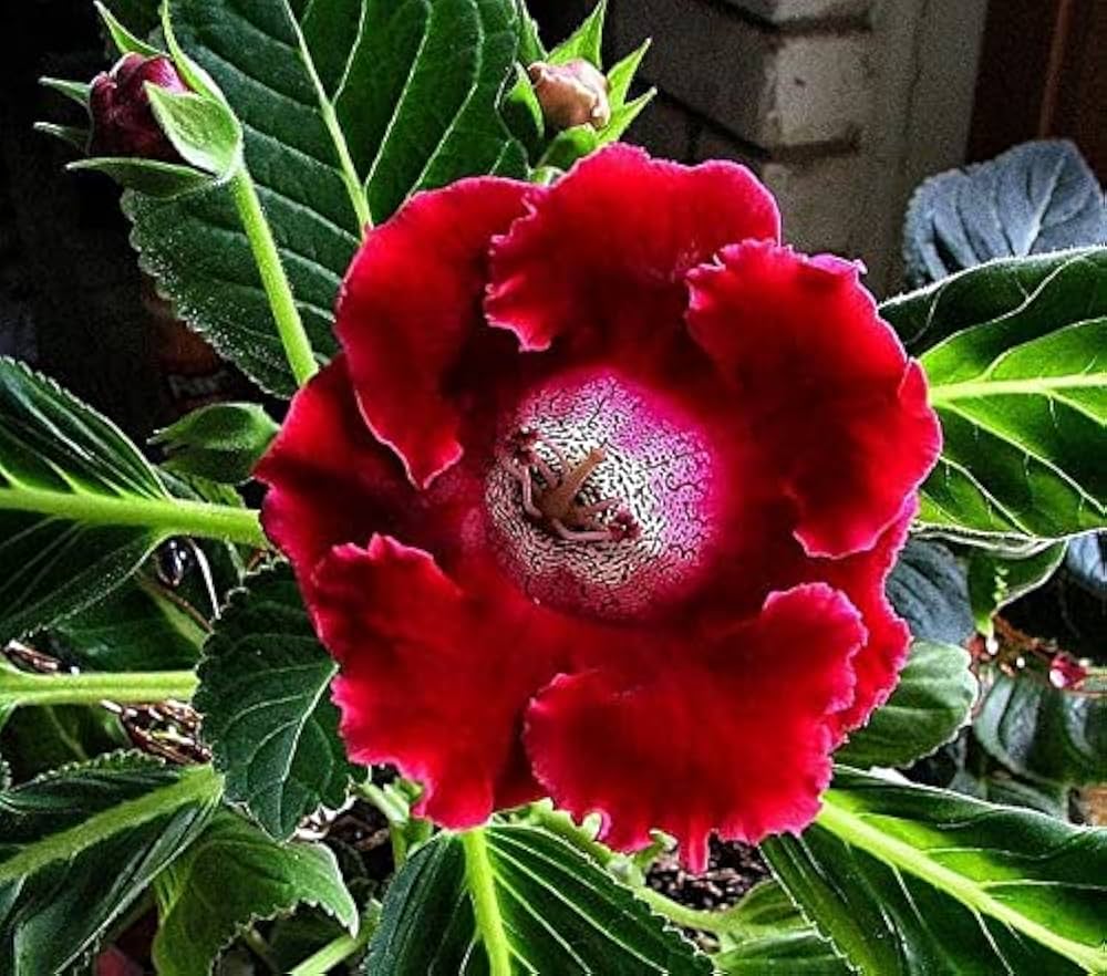 Mix Color Gloxinia Flower seeds for Planting Compact Growth Heirloom & GMO Free Seeds for Home Garden
 
 Sale