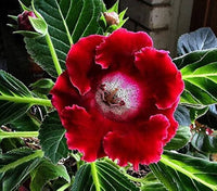 Mix Color Gloxinia Flower seeds for Planting Compact Growth Heirloom & GMO Free Seeds for Home Garden
 
 Sale