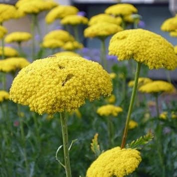 Yellow Achillea Flower seeds for Planting - Fragrant Blossoms, Heirloom & GMO Free Seeds for Home Garden
 
 Sale for planting in home garden