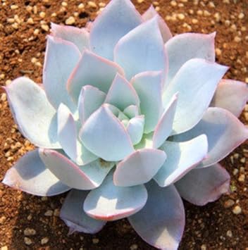 White Echeveria Cante Flower seeds for Planting - Garden Favorite, Heirloom & GMO Free Seeds for Home Garden
 
 Sale for planting in home garden
