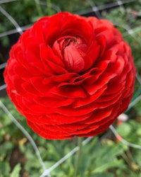 Ranunculus Asiaticus Flower seeds for Planting Easy to Grow Heirloom & GMO Free Seeds for Home Garden
 
 Sale