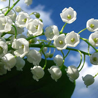 White Bell Orchid Flower Seeds – Shade Tolerant Heirloom & NonGMO Seeds for Home Garden
 
 Sale