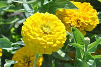 Brown Yellow Zinnia Flower seeds for Planting Hardy Variety Heirloom & GMO Free Seeds for Home Garden