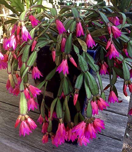 Pink Hatiora Rosea Planting Seeds - Beautiful Perennial Flower Seeds
