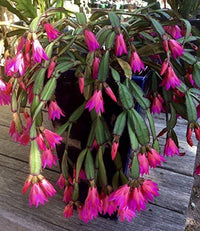 Pink Hatiora Rosea Planting Seeds - Beautiful Perennial Flower Seeds