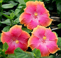 Orange Pink Hibiscus Flower seeds for Planting Hardy Variety Heirloom & GMO Free Seeds for Home Garden 
 
 Sale