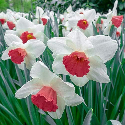 Burgundy White Daffodil Flower seeds for Planting Easy to Grow Heirloom & GMO Free Seeds for Home Garden
