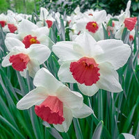 Burgundy White Daffodil Flower seeds for Planting Easy to Grow Heirloom & GMO Free Seeds for Home Garden