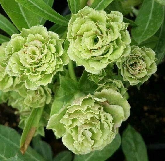 Light Green Adenium Obesum Seeds Flower seeds for Planting Long Bloom Season Heirloom & GMO Free Seeds for Home Garden