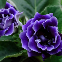Heirloom Gloxinia Perennial Flower seeds for Planting Colorful Display Heirloom & GMO Free Seeds for Home Garden