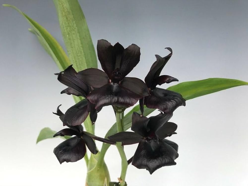 Black Dendrobium Flower seeds for Planting - Sun Loving, Heirloom & GMO Free Seeds for Home Garden