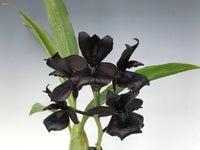 Black Dendrobium Flower seeds for Planting - Sun Loving, Heirloom & GMO Free Seeds for Home Garden