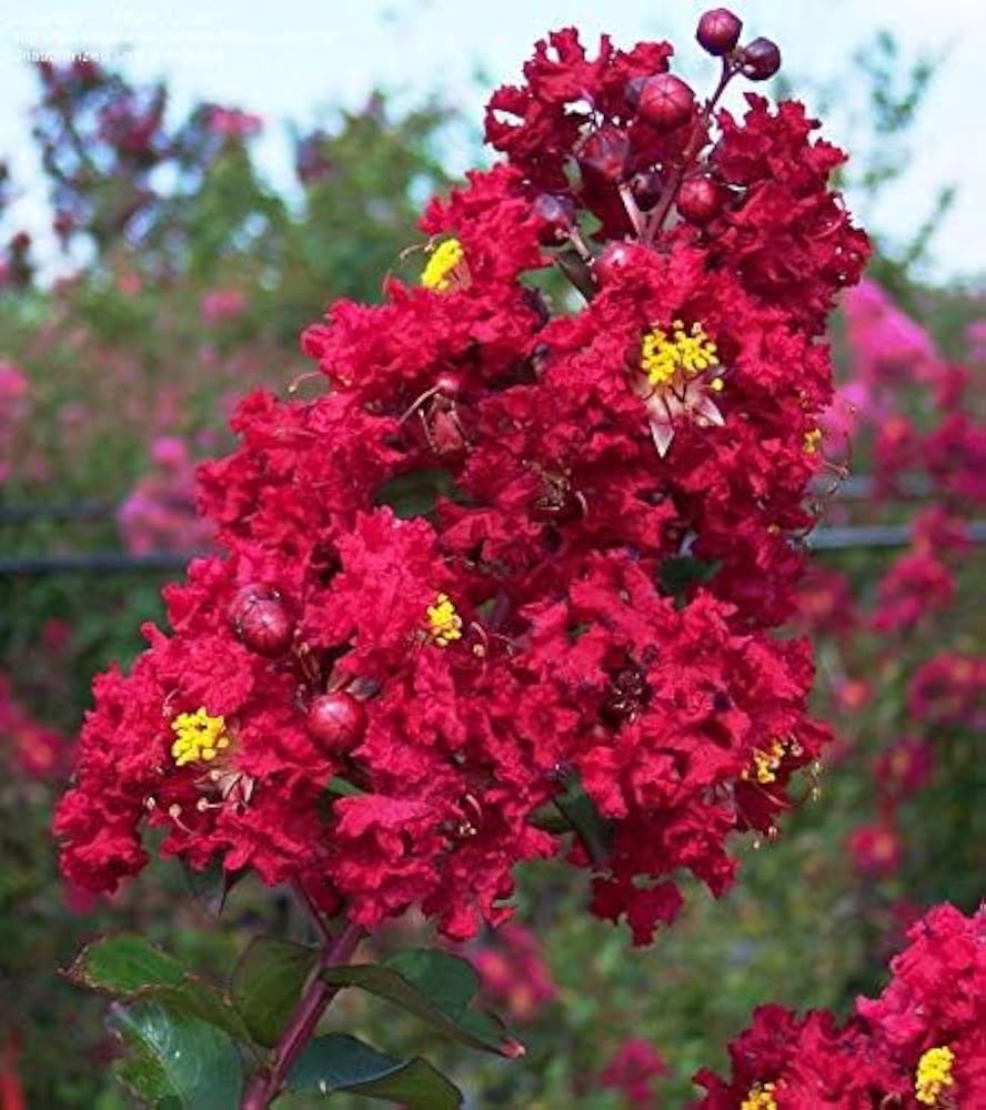 Crepe Myrtle Flower seeds for Planting - Premium Quality, Heirloom & GMO Free Seeds for Home Garden