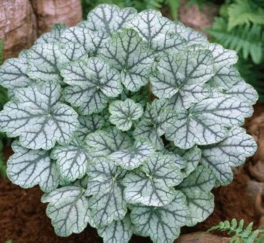 White Coral Bells Flower seeds for Planting - Cut Flower Favorite, Heirloom & GMO Free Seeds for Home Garden