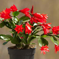 Red Schlumbergera Flower seeds for Planting - Long Bloom Season, Heirloom & GMO Free Seeds for Home Garden