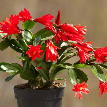 Red Schlumbergera Flower seeds for Planting - Long Bloom Season, Heirloom & GMO Free Seeds for Home Garden